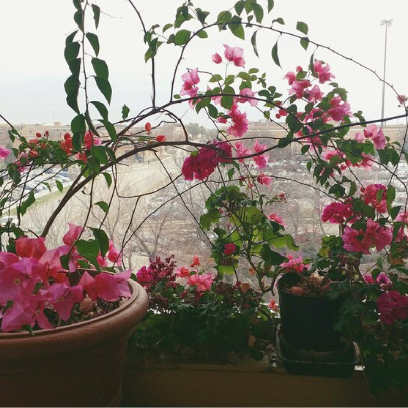 garlon